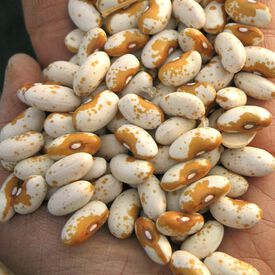 Jacob's Cattle Gold, Bean Seeds